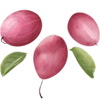 Karanda fruit and leaf png