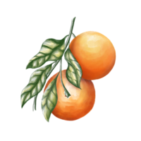 Orange fruit png