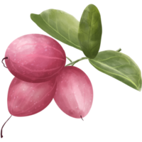 Karanda-Früchte und -Blätter png