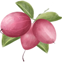 Karanda fruit and leaf png