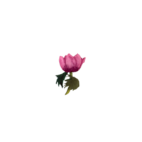Aquarell rosa Anemone png