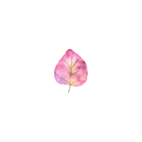Watercolor pink leaf png