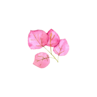 folha rosa aquarela png