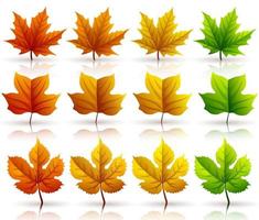 Set of colorful autumn leaves isolated on white background vector