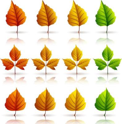 Set of colorful autumn leaves isolated on white background