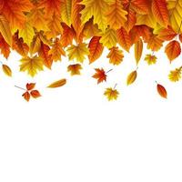 Autumn leaves background vector