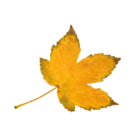 yellow maple leaf png