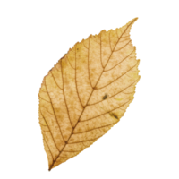 brown leaf isolated png