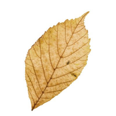 Brown Leaf PNGs for Free Download