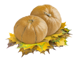 calabaza de otoño con hojas png