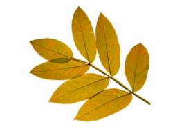 hojas de otoño aisladas png