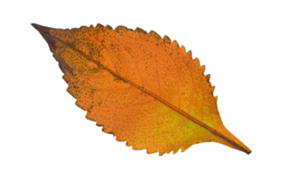 feuille d'automne isolé png