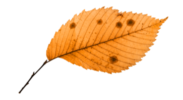 hoja de otoño aislada png