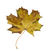 maple leaf isolated png