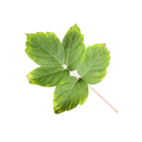 foglia verde isolata png