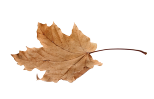 feuille d'érable d'automne png