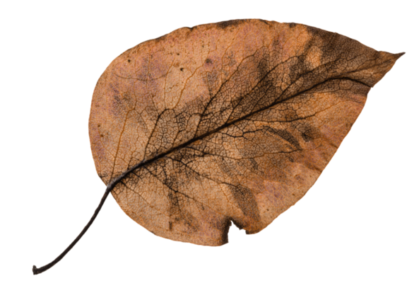 Brown Leaf PNGs for Free Download