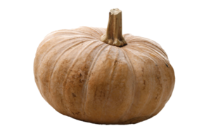 calabaza de otoño aislada png