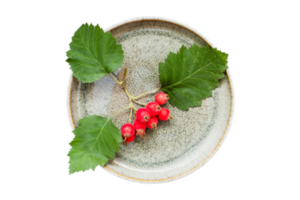 currant berries plate png