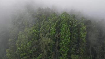 vista aérea de la selva tropical nublada cerca del pueblo de indonesia video