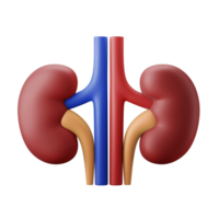 Innere Organanatomie der Kidneybohne 3d-Symbolillustration png