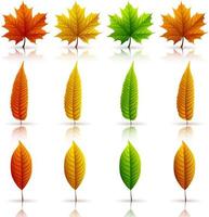 Set of colorful autumn leaves isolated on white background vector