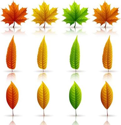 Set of colorful autumn leaves isolated on white background