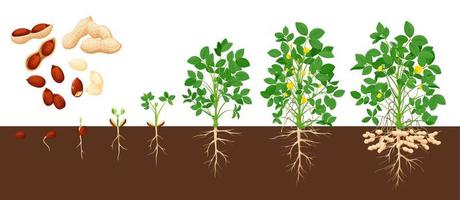 Peanut growth stages, vector groundnut timeline