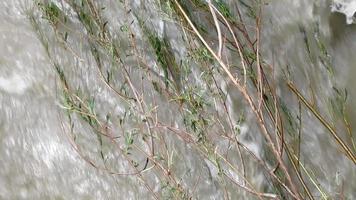 tree branches on fast running water, creek video