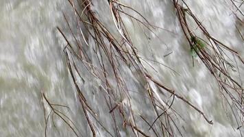 tree branches on fast running water, creek video