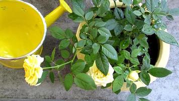 watering yellow rose, home gardening video