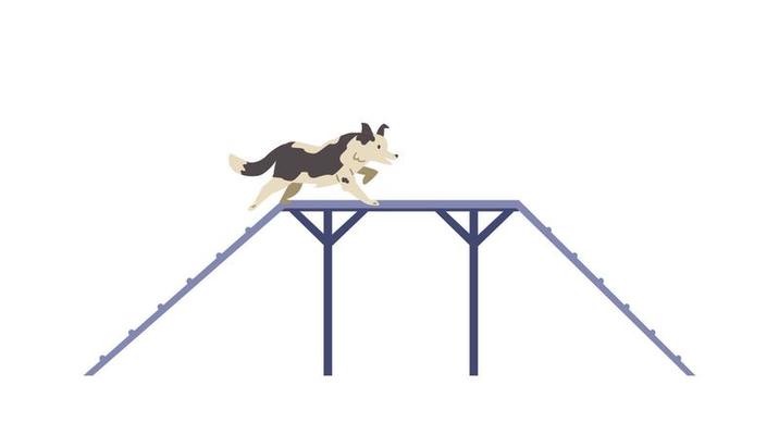 Border collie Dog training on agility field flat vector illustration. Dog passing boarder slide. Isolated.