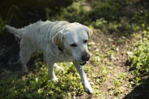 Labrador comes out of water. Dog after bathing. Live in summer. photo