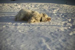 Dog plays in winter. Pet on walk. Dog is active. photo