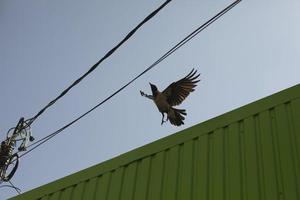 Raven takes off from roof. Bird in flight. Black raven flies off roof of building. photo