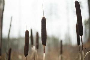 Reeds in swamp. Plants in forest. Brown stems. photo