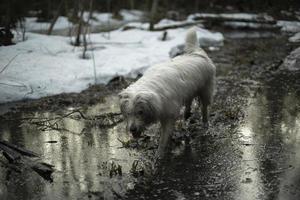 Dog walks through spring forest. Dog with white hair. photo