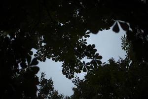 Silhouette of chestnut leaves in evening. Dark leaves. Plant shadows. photo