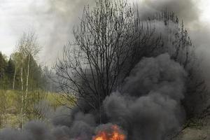 los árboles están ardiendo. fuego en la naturaleza. vertedero de basura en llamas. daños al medio ambiente. foto