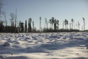 Winter field and forest. Landscape on deforestation. Open space in natural park. photo