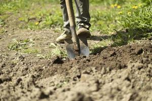 Guy is digging ground in garden. Planting potatoes in Russia. Gardener is working. Digging up soil. photo