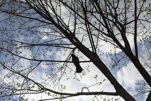 el cuervo se sienta en el árbol. pájaro en rama. foto
