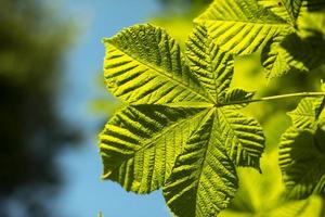 Chestnut leaves against sky. Green leaves and blue sky. Details of nature in summer. photo
