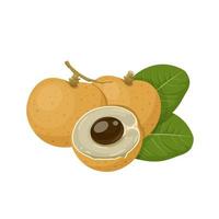 Vector illustration, longan fruit whole and in half, with green leaves, isolated on a white background.