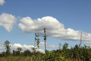 Forest landscape. Details of nature in summer. Landscape with forest. photo