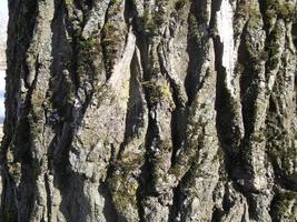 corteza de árbol y musgo en él. textura. de cerca foto