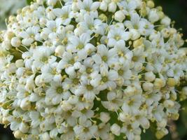 Beautiful white flowers close up photo