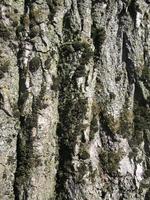 tree bark and moss on it. texture. close-up photo