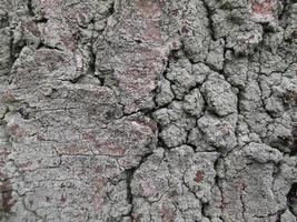 the bark of a tree in the moss. texture. close-up photo