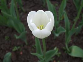 white tulip. spring flower. close-up photo